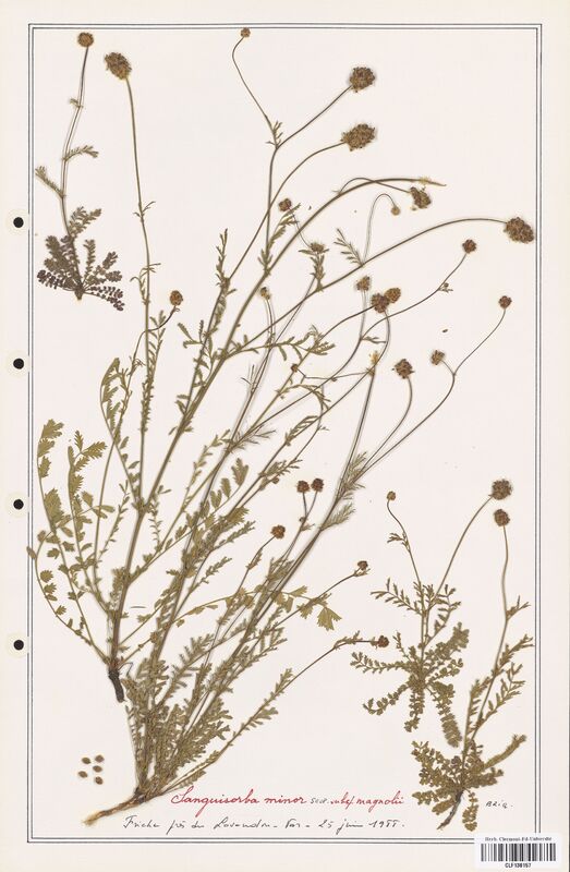 Sanguisorba minor  (Rosaceae)