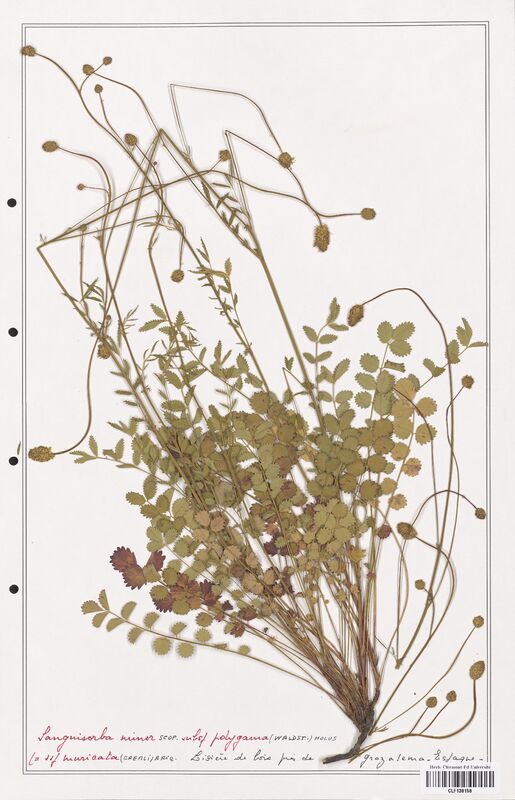 Sanguisorba minor  (Rosaceae)