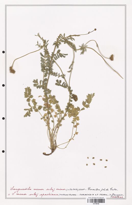 Sanguisorba minor  (Rosaceae)
