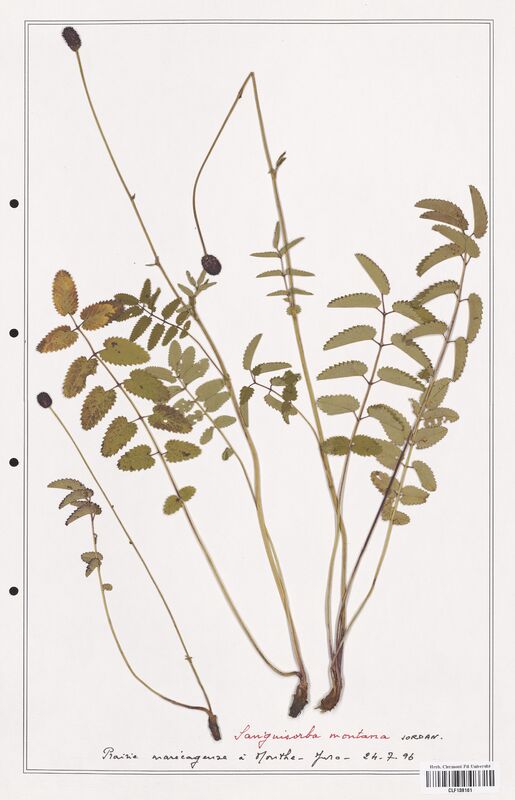 Sanguisorba montana  (Rosaceae)