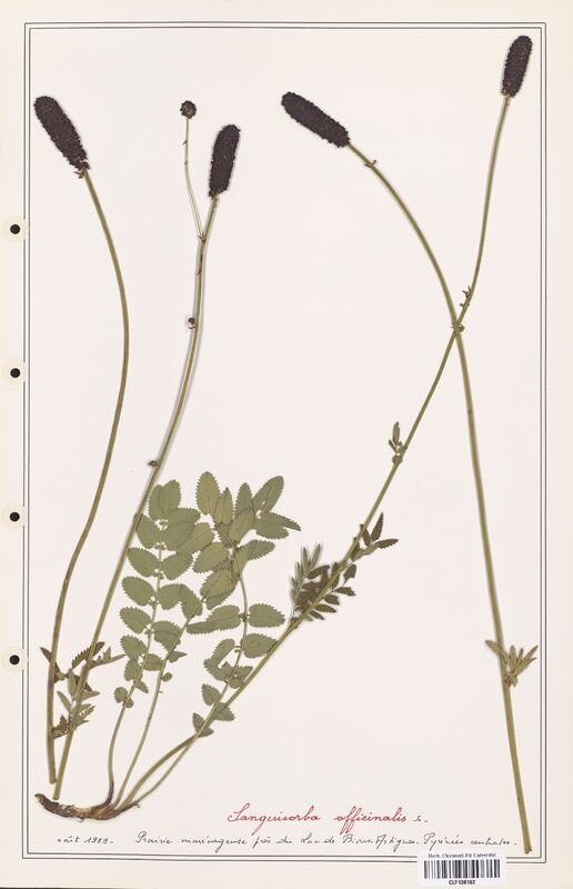 Sanguisorba officinalis  (Rosaceae)