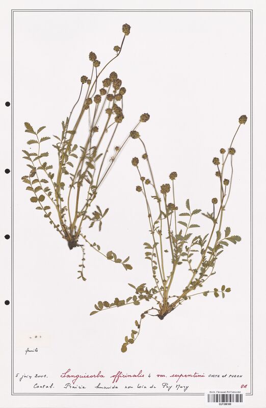 Sanguisorba officinalis  (Rosaceae)