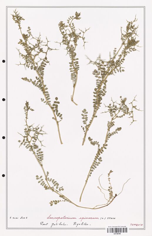 Sanguisorba spinosum  (Rosaceae)
