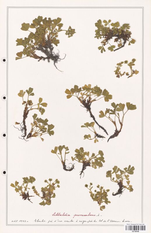 Sibbaldia procumbens  (Rosaceae)