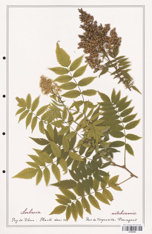 Sorbaria aitchisonii  (Rosaceae)