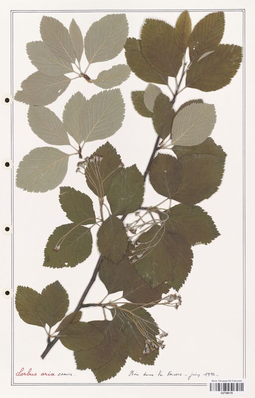 Sorbus aria  (Rosaceae)