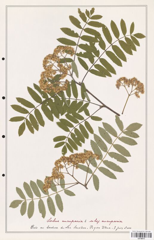Sorbus aucuparia  (Rosaceae)