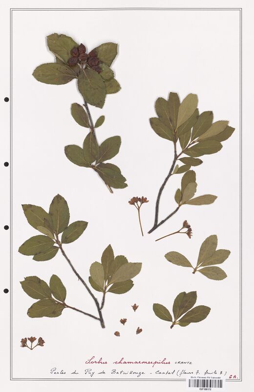Sorbus chamaemespilus  (Rosaceae)