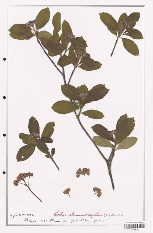 Sorbus chamaemespilus  (Rosaceae)