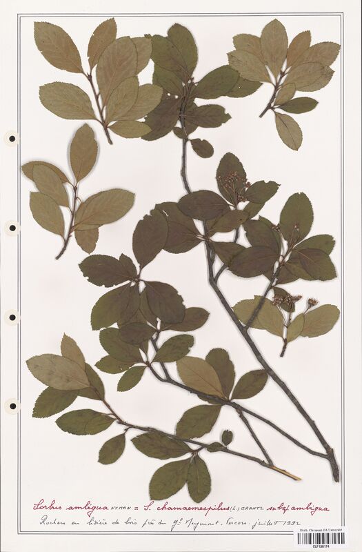 Sorbus chamaemespilus  (Rosaceae)