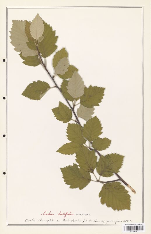 Sorbus latifolia  (Rosaceae)