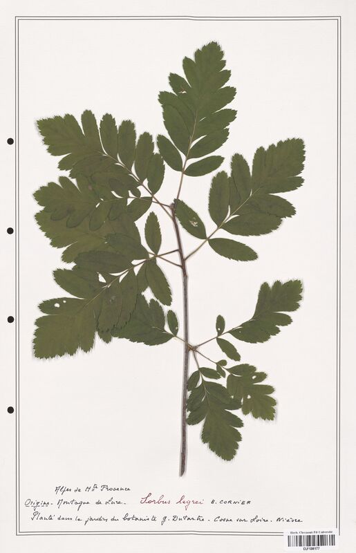 Sorbus legrei  (Rosaceae)