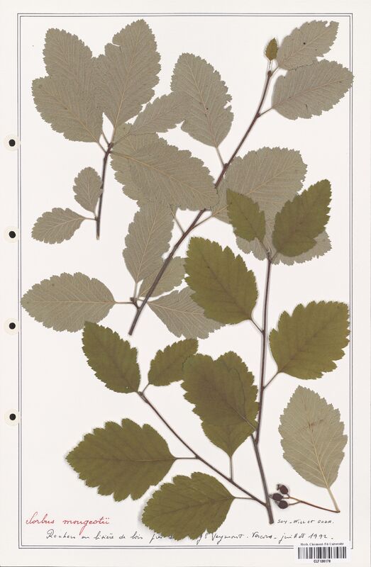 Sorbus mougeotii  (Rosaceae)