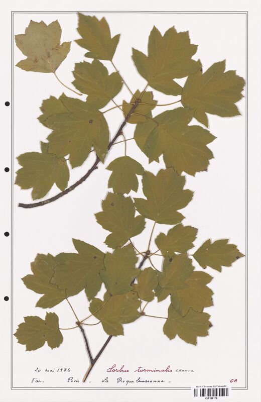 Sorbus torminalis  (Rosaceae)