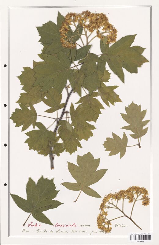 Sorbus torminalis  (Rosaceae)
