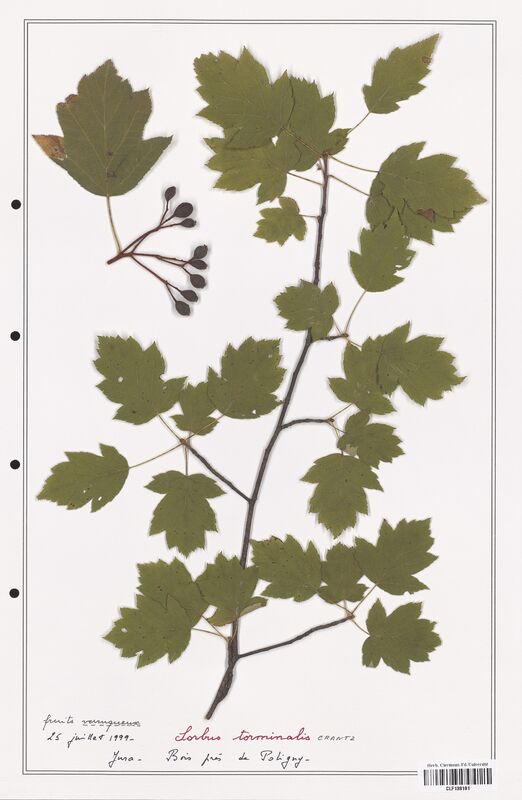 Sorbus torminalis  (Rosaceae)
