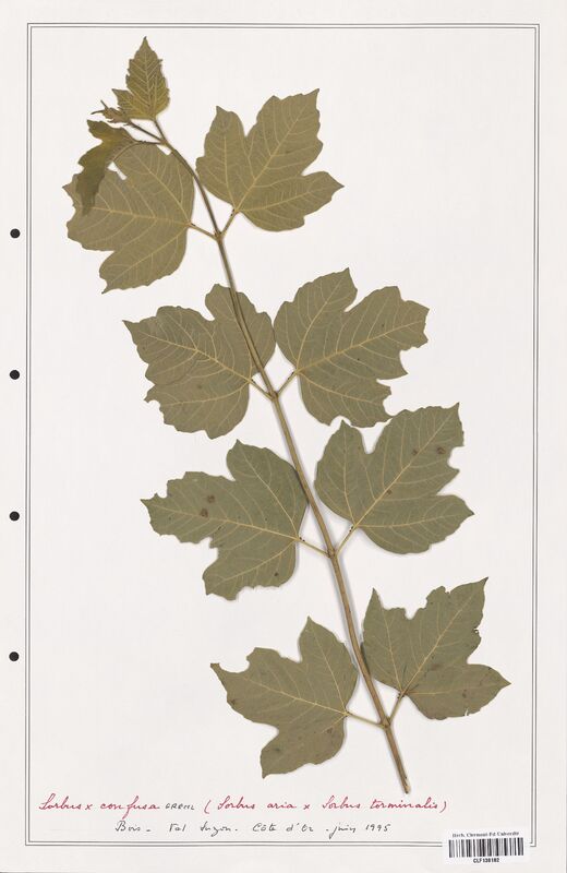 Sorbus x confusa  (Rosaceae)