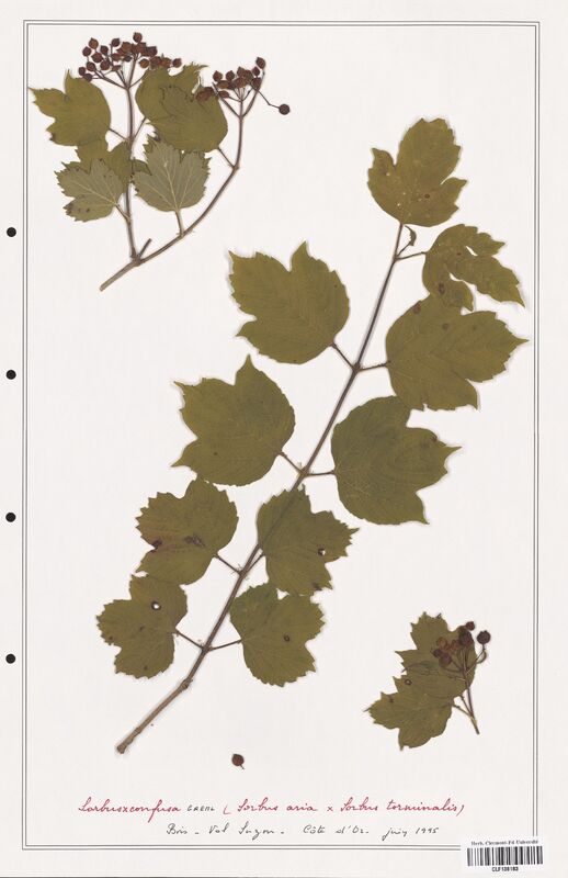 Sorbus x confusa  (Rosaceae)