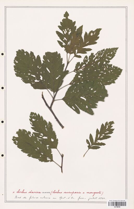 Sorbus dacica  (Rosaceae)