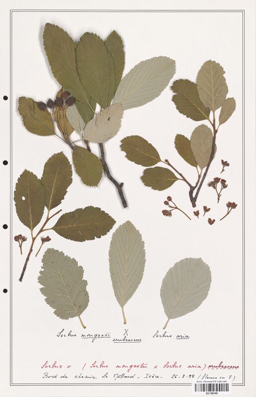 Sorbus x   (Rosaceae)