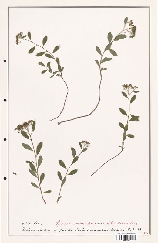 Spiraea decumbens  (Rosaceae)