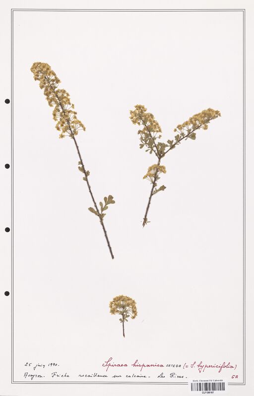 Spiraea hispanica  (Rosaceae)