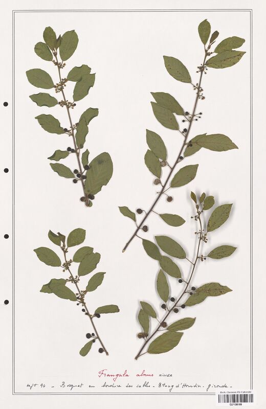 Frangula alnus  (Rhamnaceae)