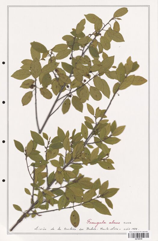 Frangula alnus  (Rhamnaceae)