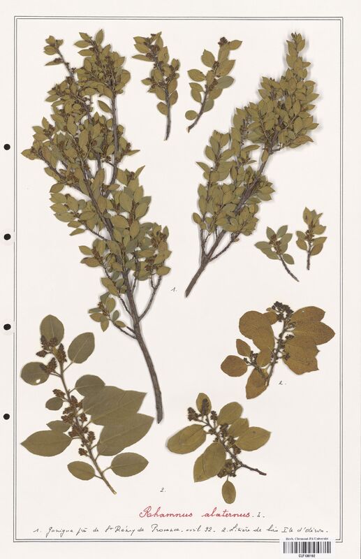 Rhamnus alaternus  (Rhamnaceae)