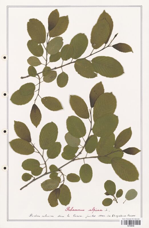 Rhamnus alpina  (Rhamnaceae)
