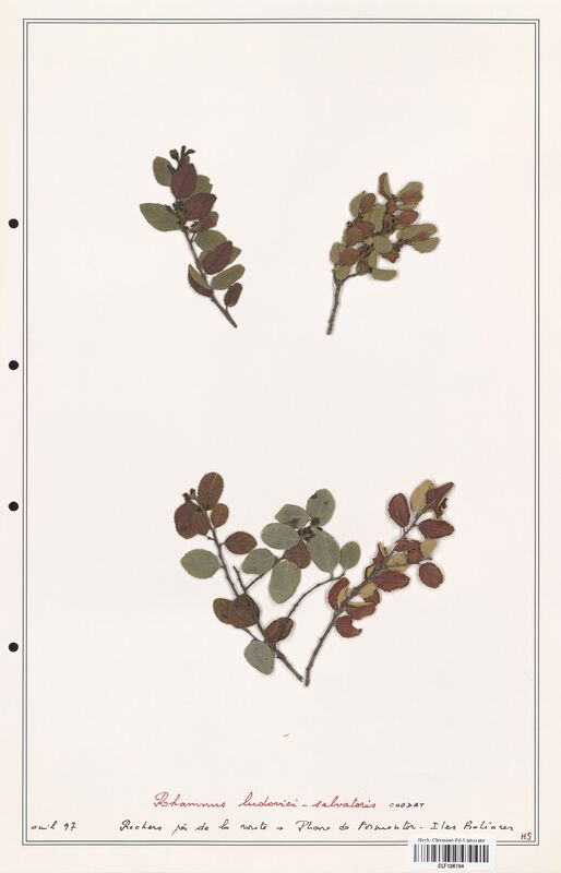 Rhamnus ludovici salvatoris  (Rhamnaceae)