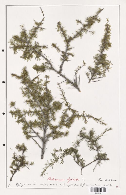 Rhamnus lycioides  (Rhamnaceae)