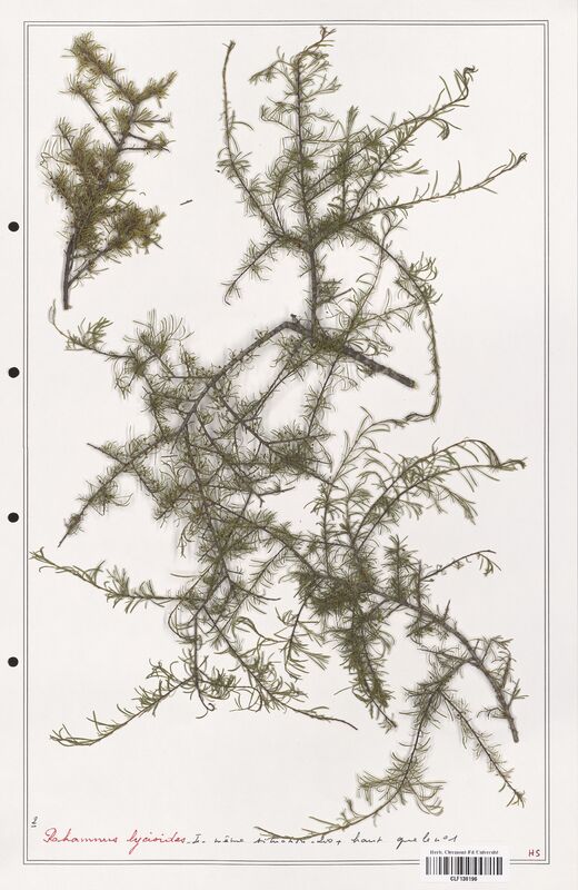 Rhamnus lycioides  (Rhamnaceae)