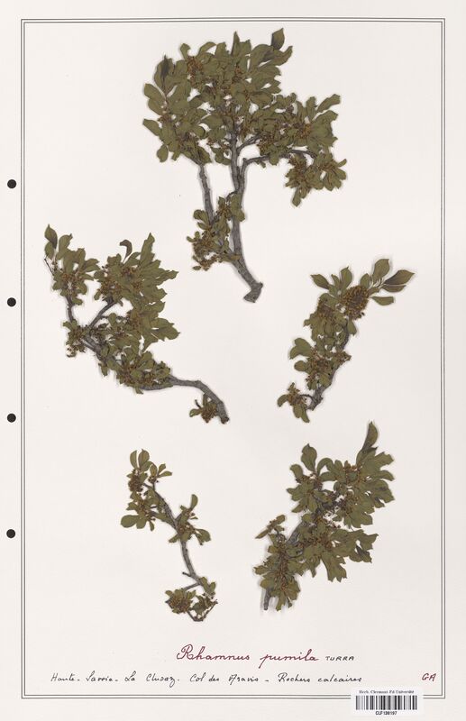 Rhamnus pumila  (Rhamnaceae)