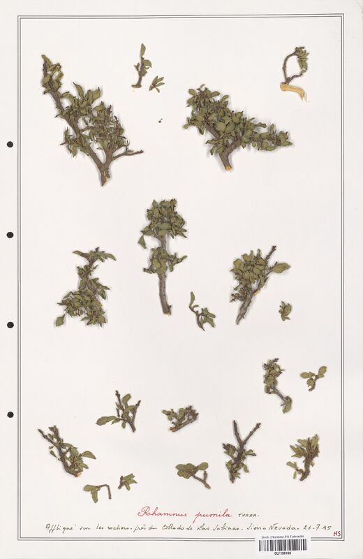 Rhamnus pumila  (Rhamnaceae)
