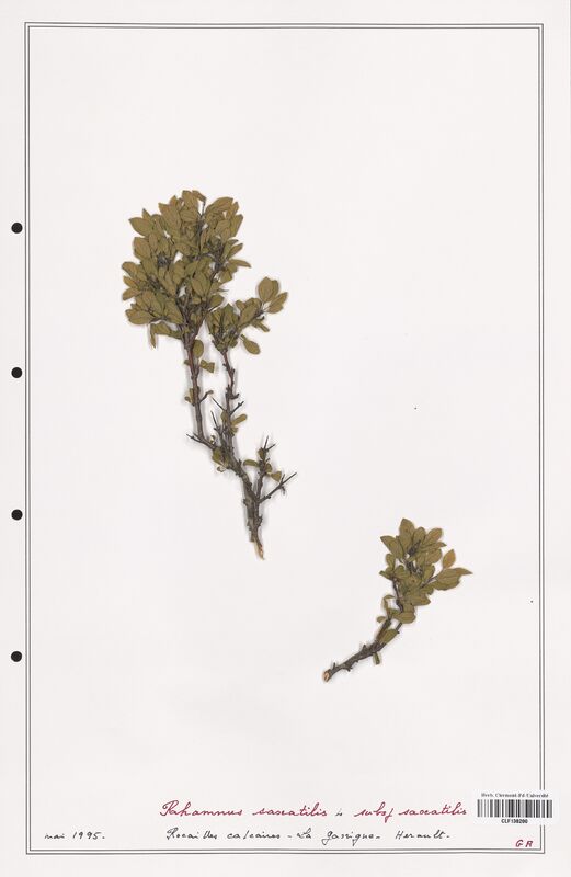 Rhamnus saxatilis  (Rhamnaceae)