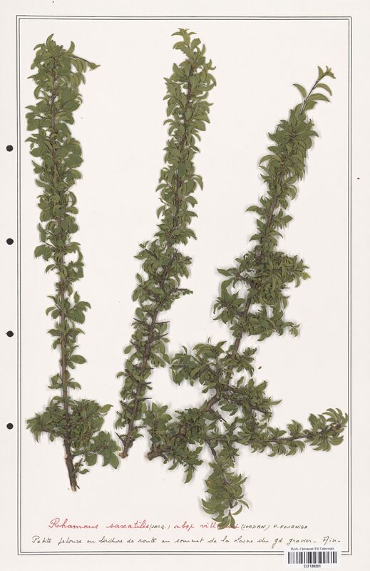 Rhamnus saxatilis  (Rhamnaceae)
