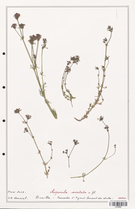 Asperula aristata  (Rubiaceae)