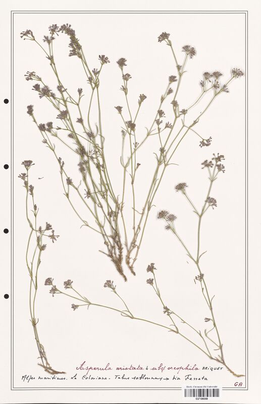 Asperula aristata  (Rubiaceae)