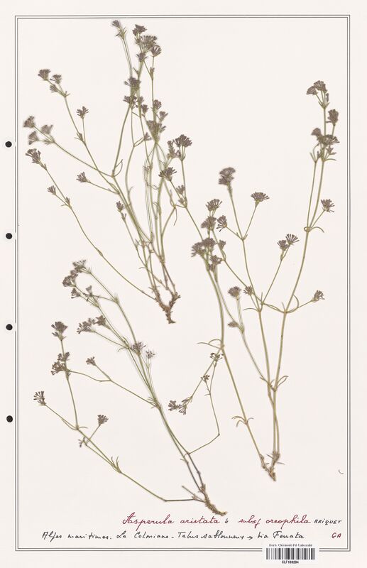 Asperula aristata  (Rubiaceae)