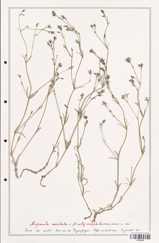 Asperula aristata  (Rubiaceae)