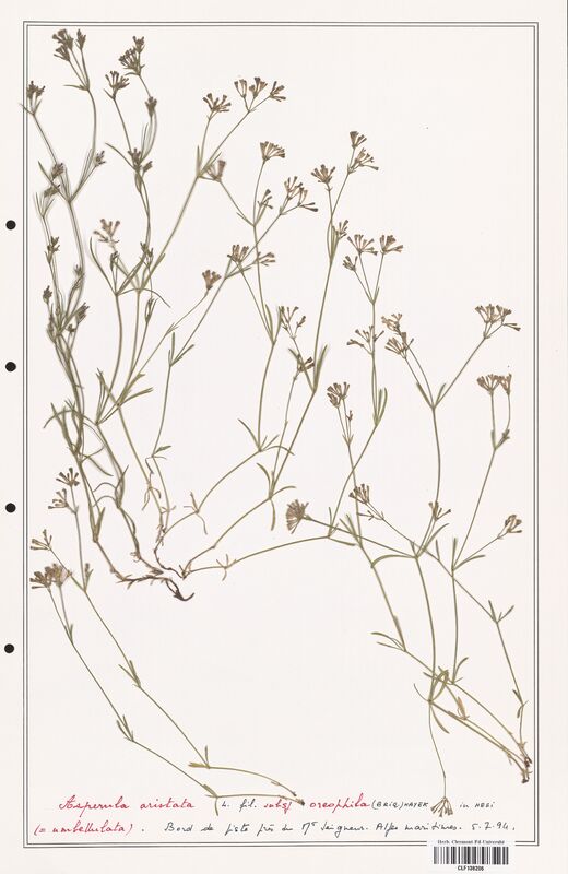 Asperula aristata  (Rubiaceae)