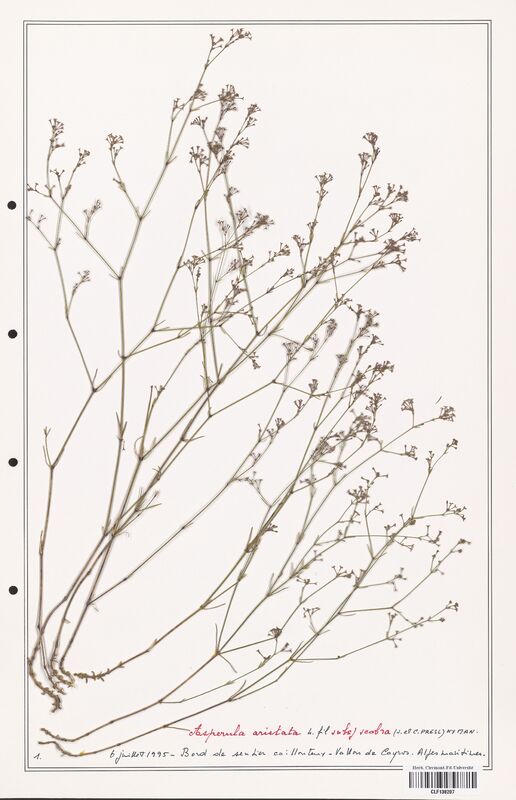 Asperula aristata  (Rubiaceae)