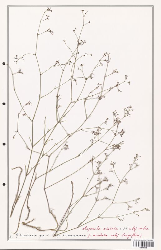 Asperula aristata  (Rubiaceae)