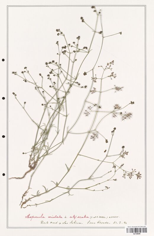 Asperula aristata  (Rubiaceae)