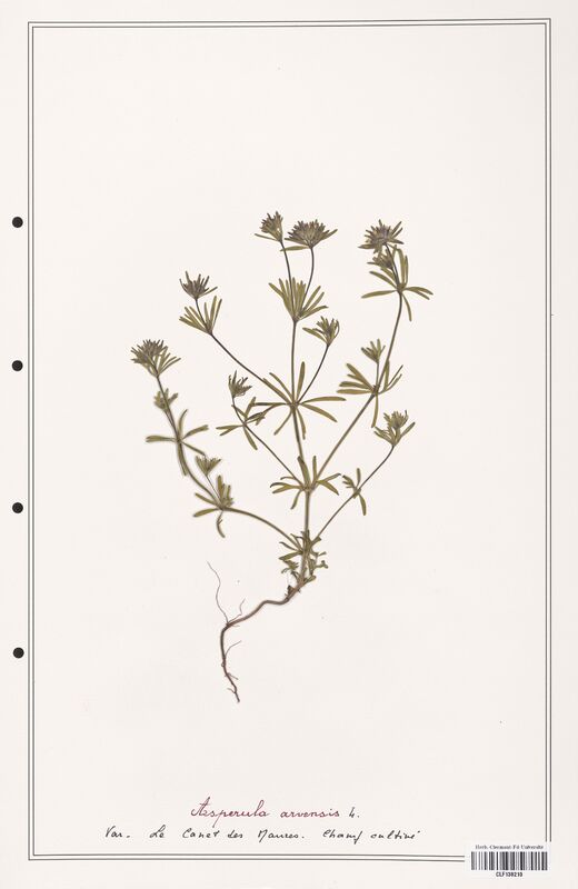 Asperula arvensis  (Rubiaceae)