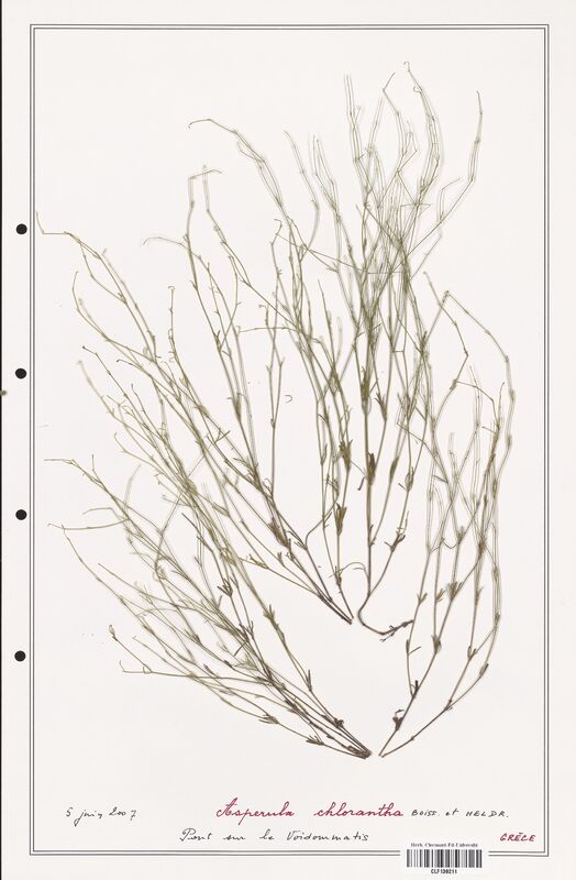 Asperula chlorantha  (Rubiaceae)