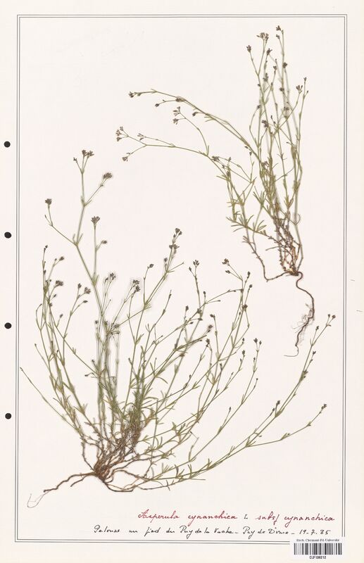 Asperula cynanchica  (Rubiaceae)