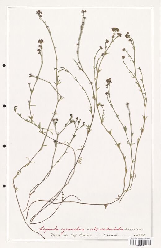 Asperula cynanchica  (Rubiaceae)