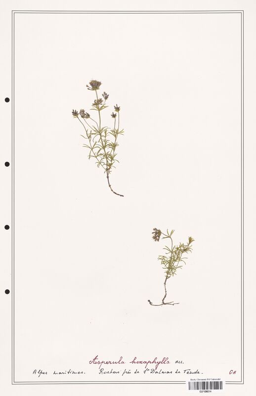 Asperula hexaphylla  (Rubiaceae)